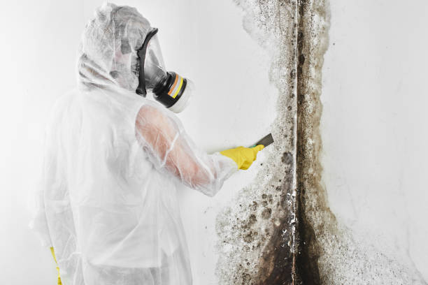 Best Residential Mold Removal  in USA